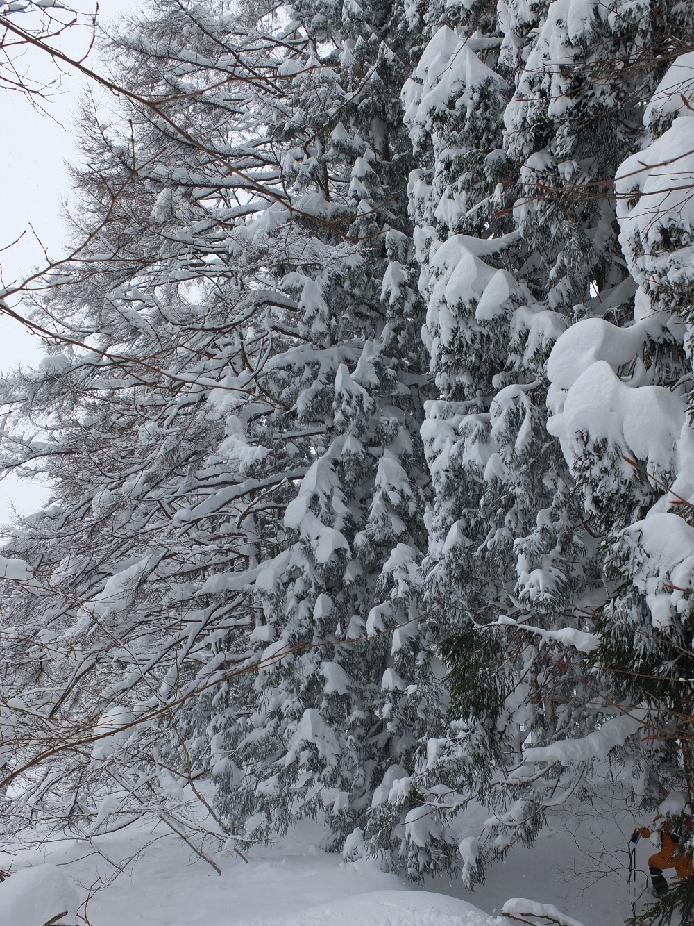 スギの枝に雪が乗っている姿もかわいらしい