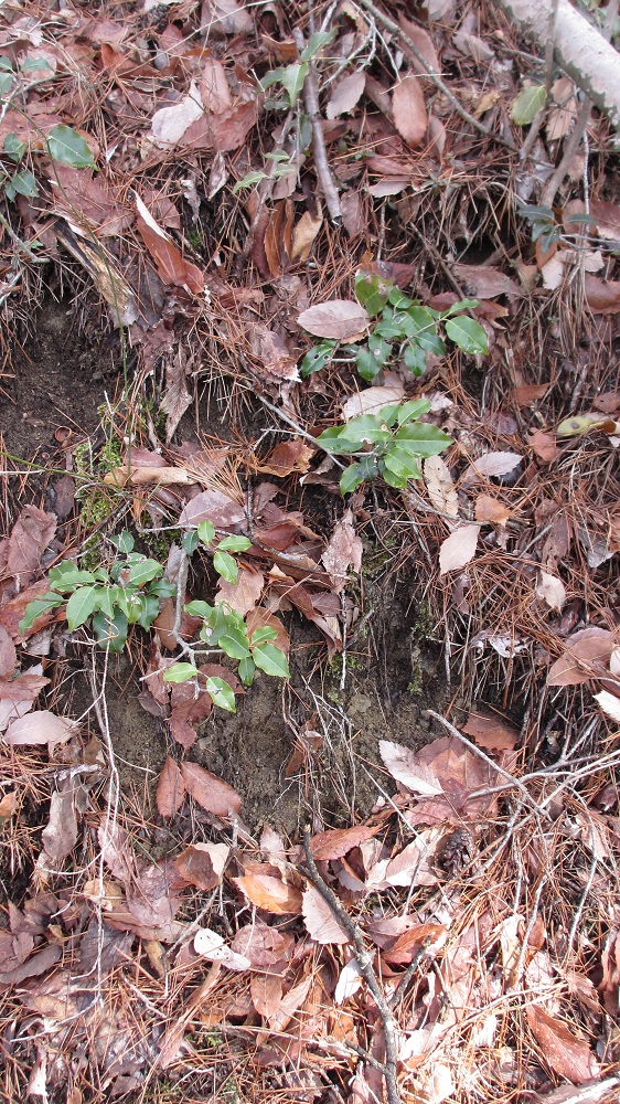 冬でも葉の青い”そよご” 信州では榊代わりに用いられている
